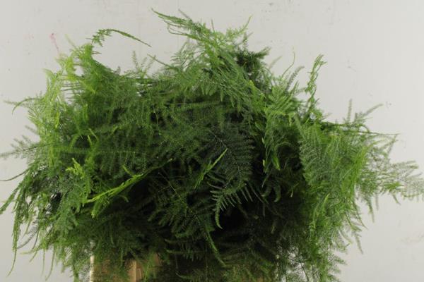 <h4>Asparagus  1ste Veren</h4>