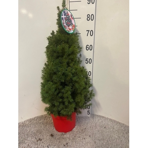 PICEA GL CONICA