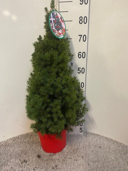 <h4>PICEA GL CONICA</h4>