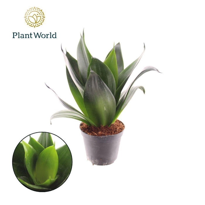 <h4>Sansevieria Black Dragon</h4>