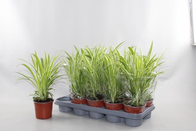 <h4>CHLOR COMOSUM</h4>