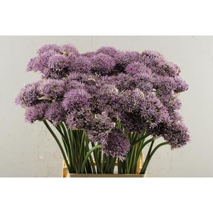 Allium New York L 70