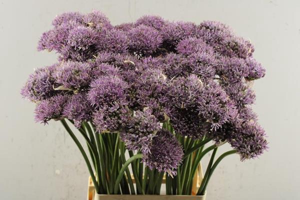 <h4>Allium New York L 70</h4>
