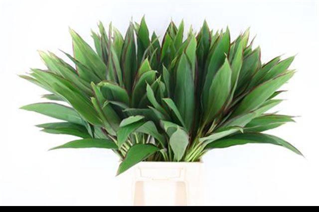 <h4>DECOGROEN GROOT BLAD</h4>