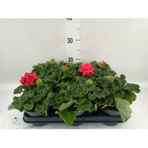 Pelargonium p.x z. 'Toscana Senna'