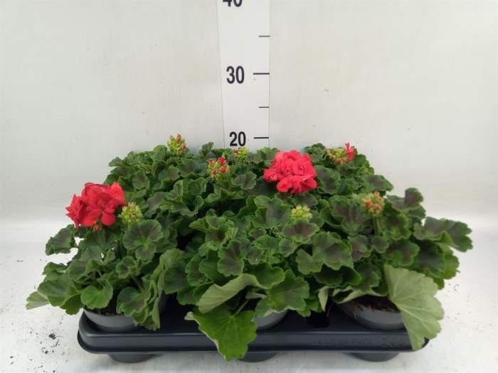 <h4>Pelargonium p.x z. 'Toscana Senna'</h4>