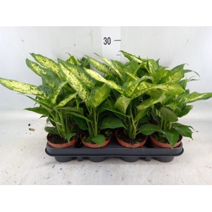 Dieffenbachia  'Compacta'