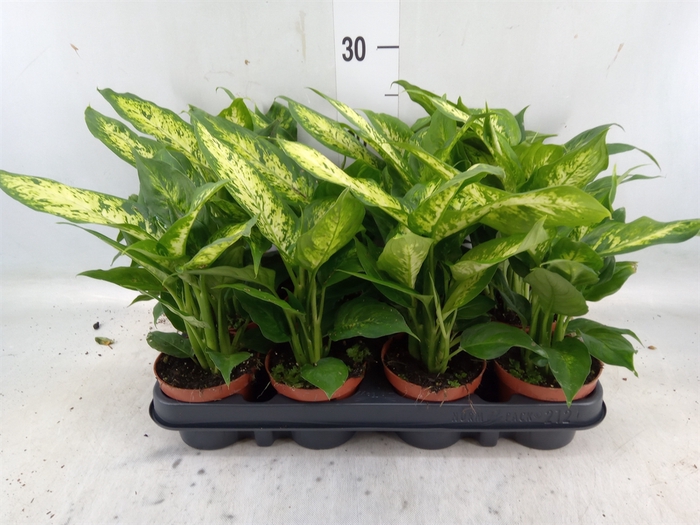 <h4>Dieffenbachia  'Compacta'</h4>