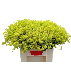 ALCHEMILLA ROBUSTICA