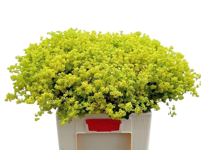 <h4>ALCHEMILLA ROBUSTICA</h4>