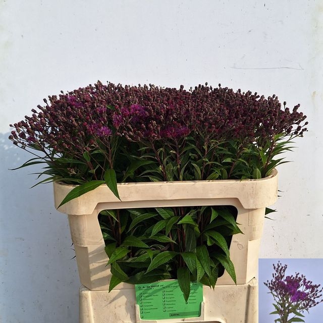 <h4>VERNONIA CRINITA</h4>