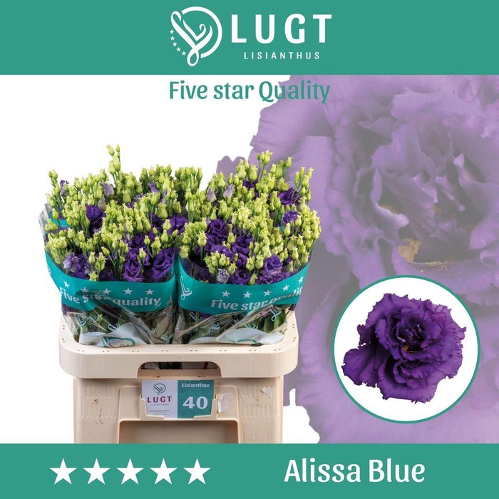 <h4>Lisianthus do alissa blue</h4>