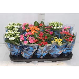 KALANCHOE DOBRADO P11