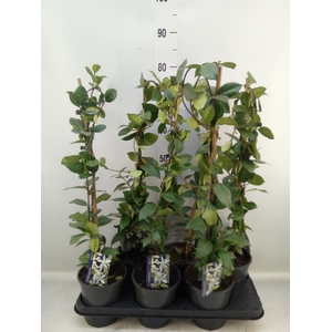 Trachelospermum jasm.