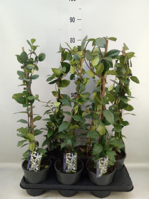 <h4>Trachelospermum jasm.</h4>
