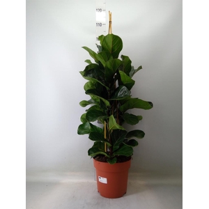 Ficus lyrata 'Bambino'