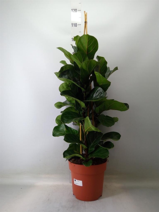 <h4>Ficus lyrata 'Bambino'</h4>