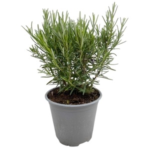 Rosmarinus officinalis P12