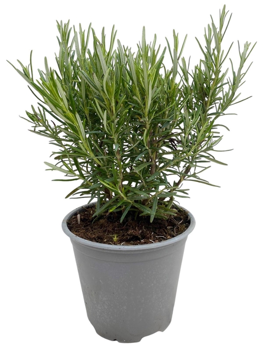 <h4>Rosmarinus officinalis P12</h4>