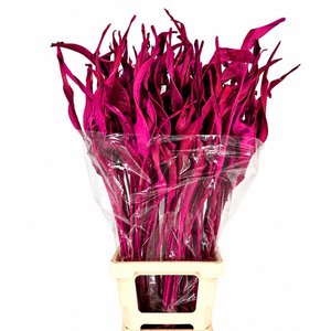 Strelitzia Leaves Dried Painted Cerise