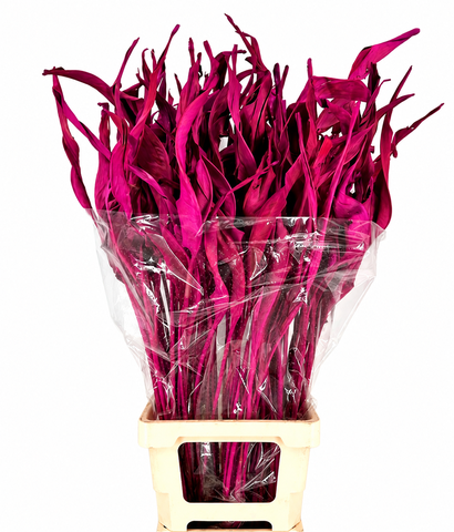<h4>Strelitzia Leaves Dried Painted Cerise</h4>