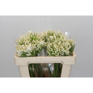 Agapanthus White Heaven