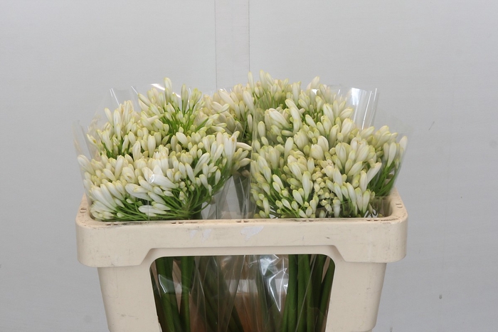 <h4>Agapanthus White Heaven</h4>