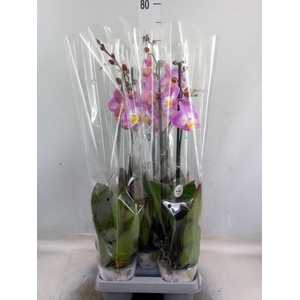 Phalaenopsis  'Ant Split'