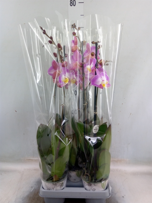 <h4>Phalaenopsis  'Ant Split'</h4>