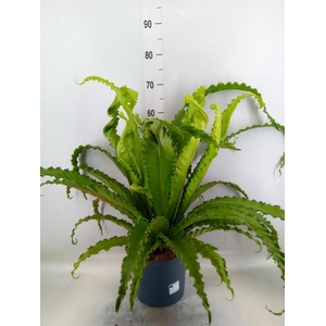 Asplenium antiquum 'Osaka'