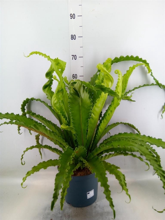 <h4>Asplenium antiquum 'Osaka'</h4>