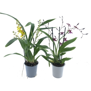 ONCIDIUM OV