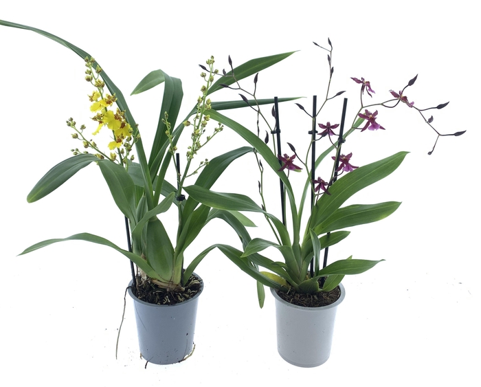 <h4>ONCIDIUM OV</h4>