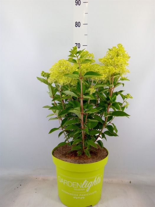 <h4>Hydrangea pan.</h4>