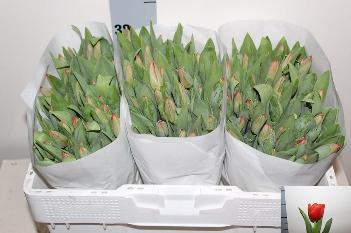 <h4>TU EN ESTA BONITA</h4>