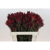 Leucadendron Blush Spray