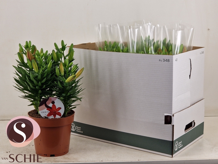 <h4>LIL AS MATRIX</h4>