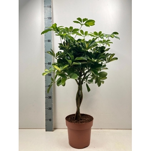 SCHEF AR GOLD CAPELL