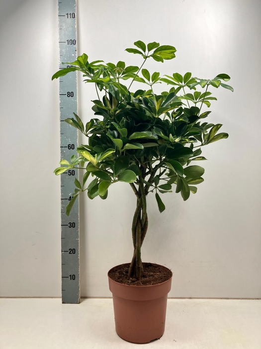 <h4>SCHEF AR GOLD CAPELL</h4>