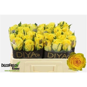 Rosa a grande fleur Golden Smile