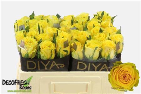 <h4>Rosa a grande fleur Golden Smile</h4>