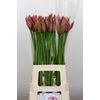 Nerine Roussy