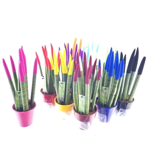 SANSEV CYLINDRICA OV