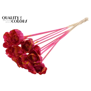 Shola Dear Holly 6cm on stem Splashed Cerise/Yellow