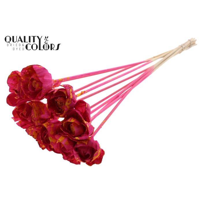 <h4>Shola Dear Holly 6cm on stem Splashed Cerise/Yellow</h4>
