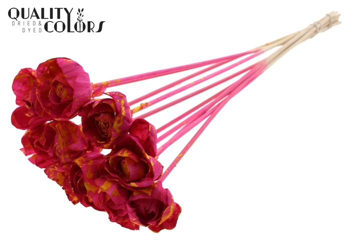 Shola Dear Holly 6cm on stem Splashed Cerise/Yellow