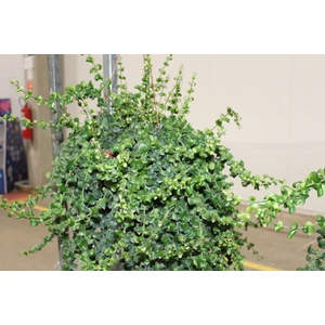 AESCHYNANTHUS RASTA C21