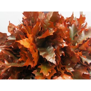 Quer Rubra Rood L 60