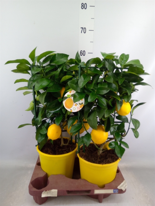 <h4>Citrus meyeri 'Meyer'</h4>