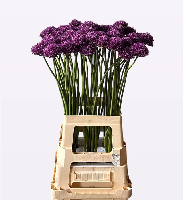 <h4>Allium Chicago</h4>